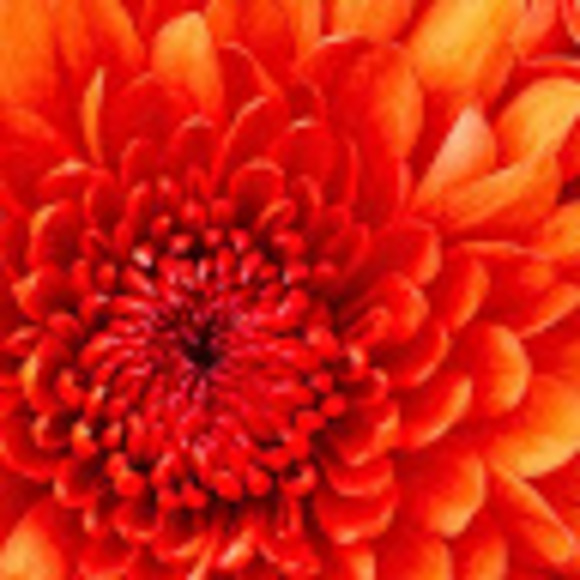 Meet your Posher, Silvana - Picture 1 of 1